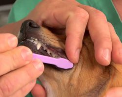 [Video] How to Brush Your Dog’s Teeth