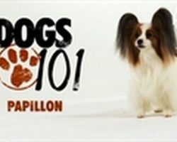 (Video) Papillon Dog Breed Information