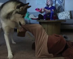 Curious Dachshund Gets Stuck In Onesie, So Husky Sister Comes To The Rescue