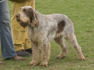 05042363_spinone_braun