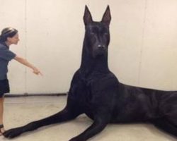 10 Biggest Dog Breeds in the World