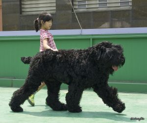 1222px-black_russian_terrier_and_my_daughter_%e1%84%87%e1%85%b3%e1%86%af%e1%84%85%e1%85%a2%e1%86%a8_%e1%84%85%e1%85%a5%e1%84%89%e1%85%b5%e1%84%8b%e1%85%a1%e1%86%ab_%e1%84%90%e1%85%a6%e1%84%85