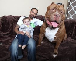 5 BIGGEST Dogs In The World
