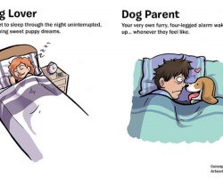 7 Differences Between Dog Lovers And Dog Parents