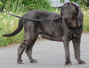 630px-mastino_napoletano_ru%cc%88de_clp