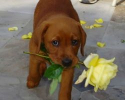 10 times your dog said “I love you” and you totally missed it