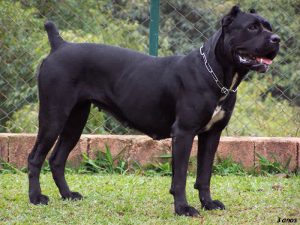 canecorso_23