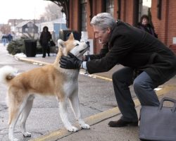 Top 25 Must See Movies for Dog Lovers