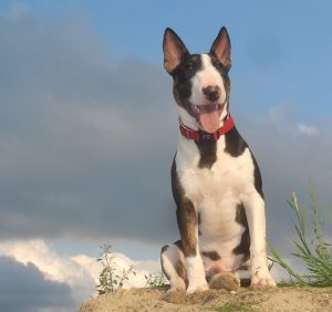 mini_bull_terrier