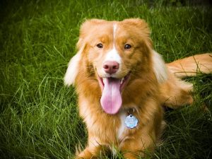 nova_scotia_duck-tolling_retriever_laying