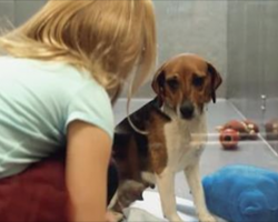 [Video] A Girl Crouches Next To A Dog In The Shelter To Say Hello, Then The Sweetest Thing Happens