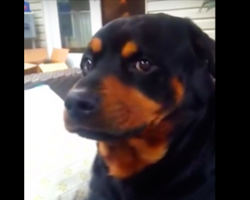 [Video] He Asks His Rottweiler To Make A Mean Face. Wait Until You See What That Looks Like