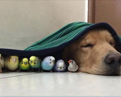 This is the friendliest dog in the world – he’s best friends with 8 birds and a hamster