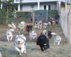 Man Adopts 45 Dogs And Builds A Four-Acre Enclosure For Them To Run Free In