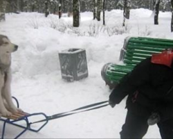 These 10+ Wintry Moments Between Kids and Dogs Will Make Your Day