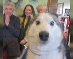 10+ Dogs Who Mastered The Art Of Photobombing