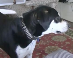 Owner tells dog he just got a new kitten. Dog’s reaction is absolutely priceless