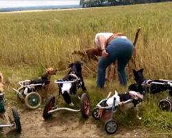 Dogs in wheelcart playing with a stick is the happiest thing you’ll see today