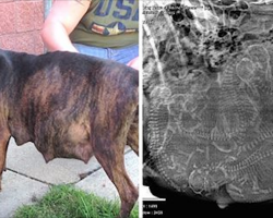 Pregnant Pit Bull Refused To Give Birth When Foster Mom Sees In Her Ultrasound