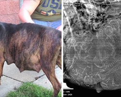 Pregnant pitbull refuses to give birth – then new foster mom sees heap of babies in her ultrasound