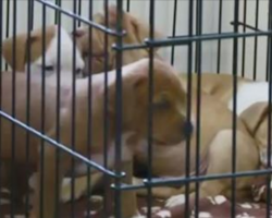 Ohio Passes Law That Makes Any Form Of Animal Abuse A Felony Charge. Do You Support This?
