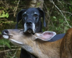 She Couldn’t Believe What She Saw When She Looked Out, So She Grabbed Her Camera