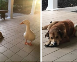 Depressed dog grieves after losing his best friend. A friendly duck notices and comforts him