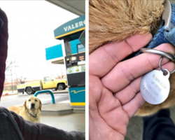 People Are Pretty Obsessed With This Dog Who Goes On His Own Adventures