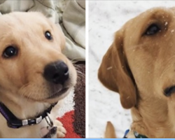 19 Pictures Of Grown-Up Puppies That Will Make You Literally Cry