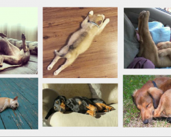 9 Sleeping Positions That Reveal Adorable Secrets About Your Beloved Dog