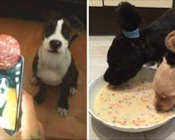 48 Perfect Hacks For Living With Dogs That Will Make You The Coolest Pet Owner Around
