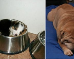 19 Dogs Sleeping In Totally Ridiculous Positions