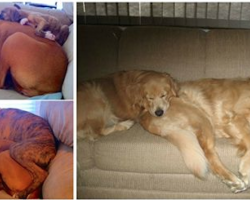 10+ Before & After Pics Of Animals Growing Up Together