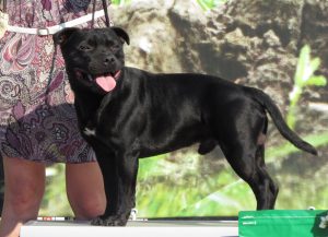 staffordshire_bull_terrier_2