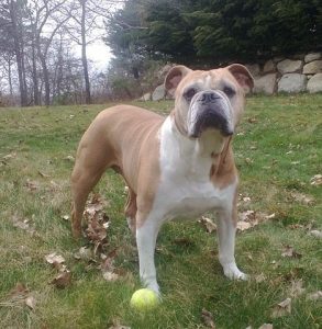 ukc_olde_english_bulldogge_at_8_years_old