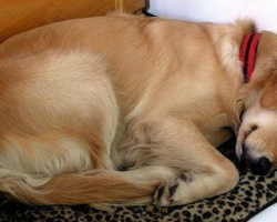 This Dog Kept Wandering Into Her Yard. One Day She Found This Note Attached.