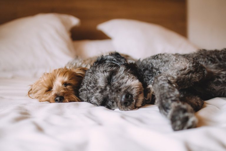 7 Surprising Reasons Your Dog Should Sleep On Your Bed Every Night