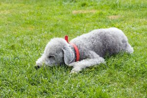 bedlington-terrier-76571_1280