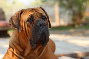 boerboel-739745_1280