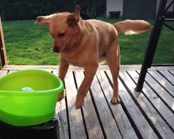 Buddy The Rescue Dog Goes Bonkers Over Self-Tossing Fetch Toy