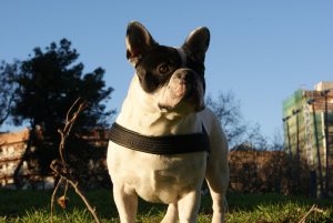 bulldog-2444_960_720