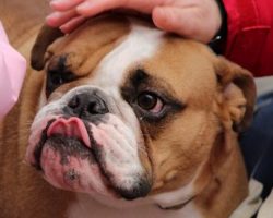 Top 25 Most Popular Family-Friendly Dogs
