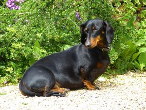 dachshund-123504_960_720