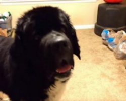 Big Dog Really Wants Dad To Give Him A Treat… And Won’t Take No For An Answer!