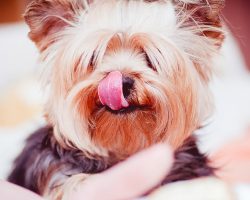 This Shocking Ingredient in One of Your Dog’s Favorite Foods Could Kill Your Dog