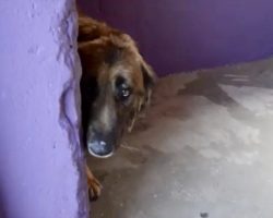 Dog chained up for 8 Years – See when he experiences his First caring touch