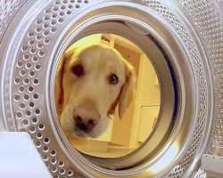 [Video] This Golden Retriever retrieving her Teddy Bear out of washing machine will make your day