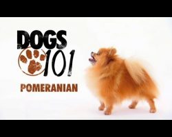 DOGS 101 – Pomeranian