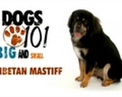 Dogs 101- Tibetan Mastiff