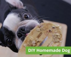 Easy DIY Homemade Five-Ingredient Dog Treats